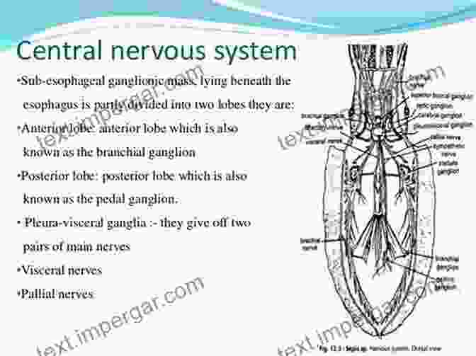 A Detailed Illustration Of The Mollusk Nervous System, Highlighting Its Central Ganglia And Peripheral Nerves. Biology And Evolution Of The Mollusca Volume 2