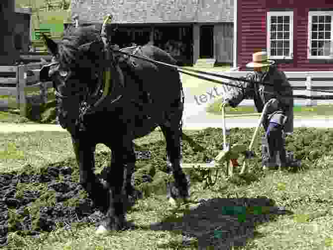 A Farmer Using A Horse To Plow A Field Draft Animals: 100 Answers For Harnessing Animal Power (Country Living Answers)