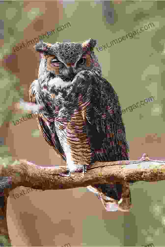 A Great Horned Owl Perched On A Branch. Birds In Flight: A Photographic Essay Of Hawks Ducks Eagles Owls Hummingbirds More