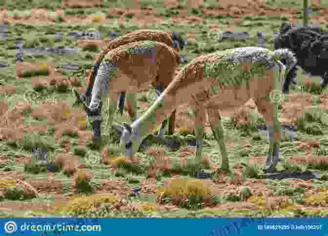 A Group Of Goats And Llamas Grazing Peacefully In A Field My Udder House: Life On A Goat And Llama Farm