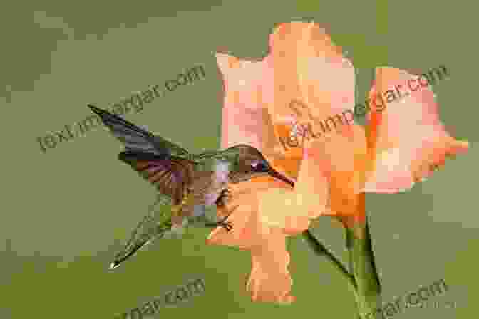 A Hummingbird Feeding On A Flower. Birds In Flight: A Photographic Essay Of Hawks Ducks Eagles Owls Hummingbirds More