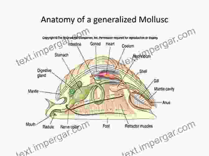 A Labeled Diagram Illustrating The Generalized Body Plan Of A Mollusk, With Its Foot, Mantle, Shell, And Visceral Mass. Biology And Evolution Of The Mollusca Volume 2