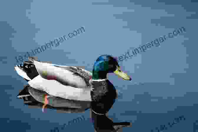 A Mallard Duck Swimming In A Pond. Birds In Flight: A Photographic Essay Of Hawks Ducks Eagles Owls Hummingbirds More