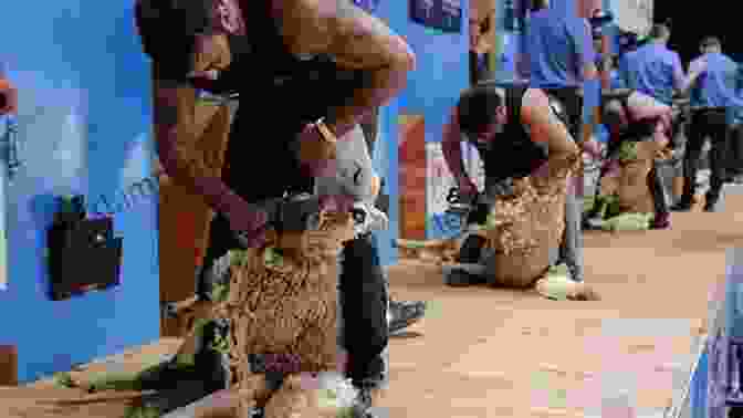 A Shearing Competition In Full Swing, With Shearers Using Wide Comb Shears To Swiftly Remove Wool From Sheep. Three Steel Teeth: Wide Comb Shears And Woolshed Wars