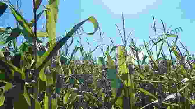 A Vast Field Of Corn Swaying In The Wind Maize For The Gods: Unearthing The 9 000 Year History Of Corn