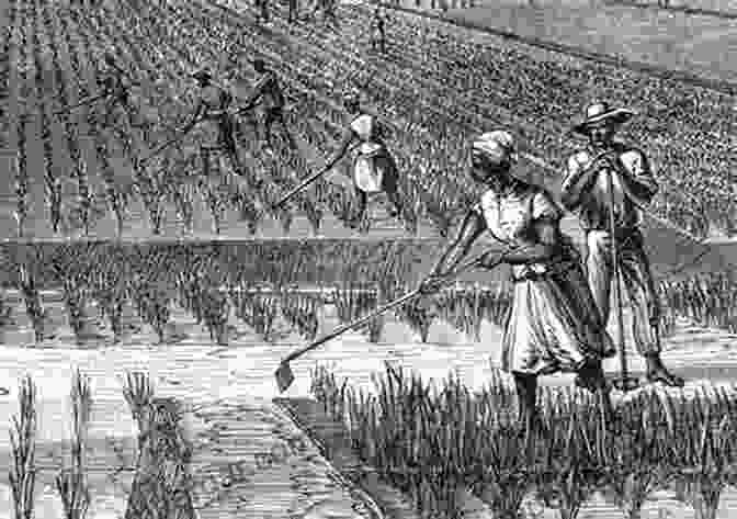 A Vast Rice Field At Boone Hall Plantation, With Workers Tending To The Crop Boone Hall Plantation (Images Of America (Arcadia Publishing))