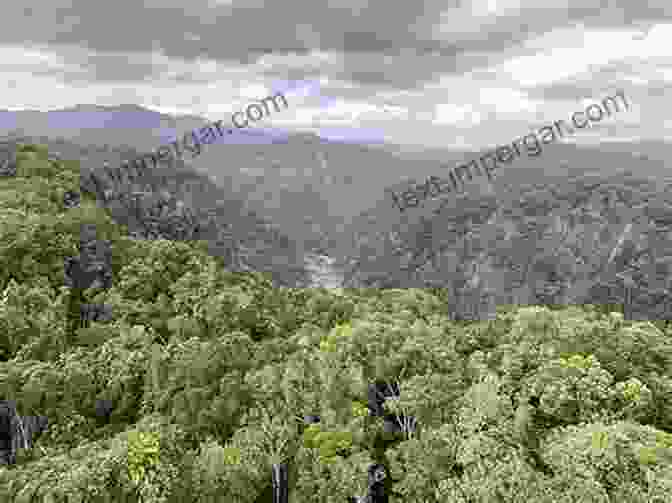 Aerial View Of A Tropical Rainforest In Australia Showcasing Its Vast Extent Tropical Ecosystems In Australia: Responses To A Changing World