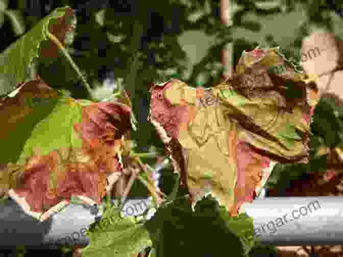 An Image Of A Grapevine Infected With Pierce's Disease. California Agricultural Research Priorities: Pierce S Disease