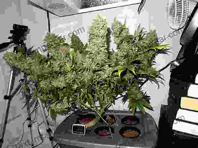 Bountiful Harvest Of High Quality Marijuana In Hydroponic System Marijuana Hydroponics: High Tech Water Culture