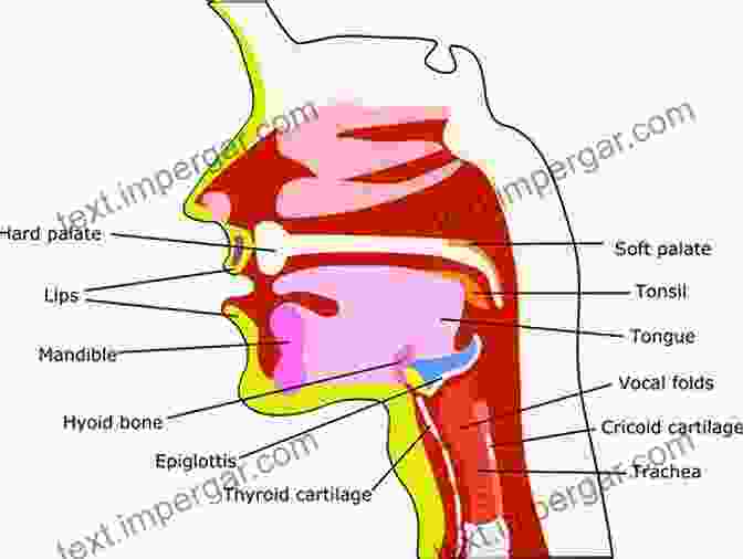 Diagram Of Swallowing Physiology The Clinician S Guide To Swallowing Fluoroscopy