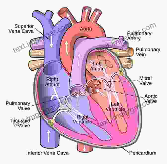 Diagram Of The Human Heart Human Heart (Speedy Study Guides)