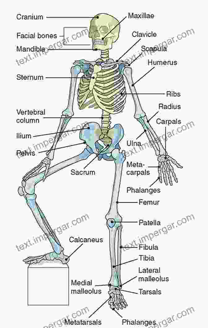 Diagram Of The Musculoskeletal System, Highlighting Bones, Muscles, And Joints. Essential Physics For Manual Medicine E