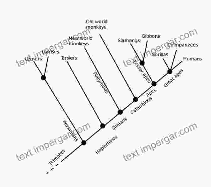 Evolutionary Tree Depicting The Branching And Diversification Of Species Over Time Future Humans: Inside The Science Of Our Continuing Evolution