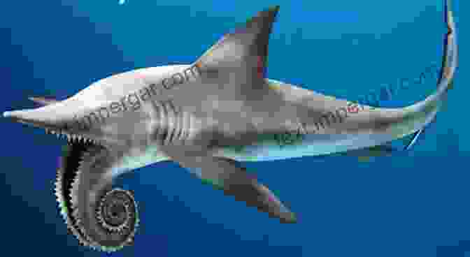 Helicoprion, The Shark With A Spiral Shaped Tooth Whorl Dinosauria And Prehistoric Creatures : Ancient Sharks