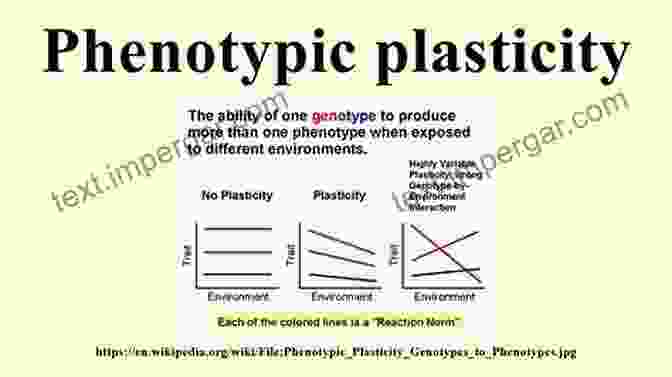 Illustration Of Phenotypic Plasticity, Showing How Organisms Can Adapt To Different Environmental Conditions By Altering Their Physical Traits Future Humans: Inside The Science Of Our Continuing Evolution