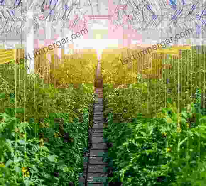 Image Of A Commercial Greenhouse Filled With Rows Of Plants Commercial Horticulture With Chapters On Vegetable Production And Commercial Fruit Growing