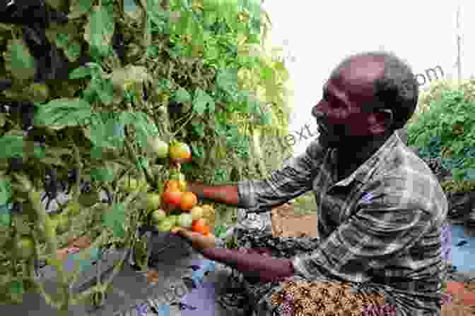 Image Of A Farmer Harvesting Fresh Tomatoes In A Field Commercial Horticulture With Chapters On Vegetable Production And Commercial Fruit Growing