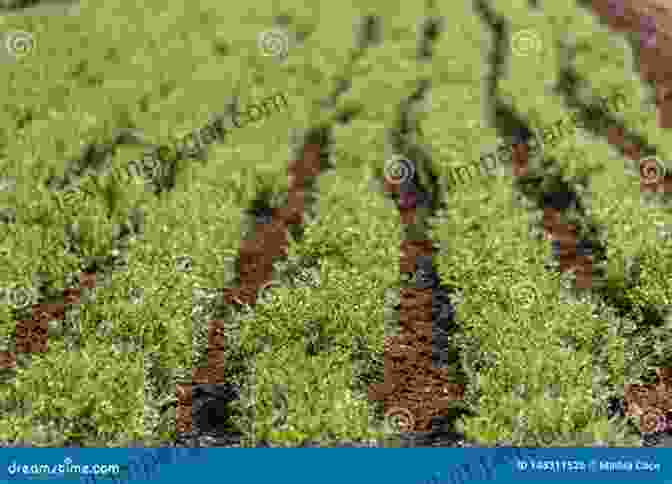 Image Of A Field With Rows Of Lentil Plants The Lentil: Botany Production And Uses