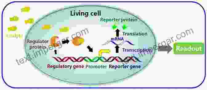 Image Of A Fluorescence Based Biosensor Being Used For Cell Analysis Biosensors: An Introductory Textbook