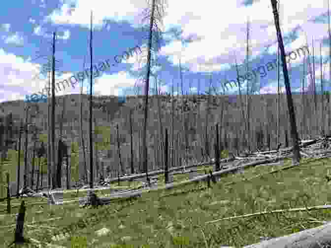 Image Of A Forest Recovering After A Wildfire Disturbance Ecology And Biological Diversity: Context Nature And Scale