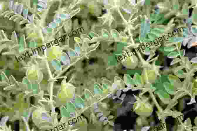 Image Of A Lentil Plant With Leaves, Flowers, And Pods The Lentil: Botany Production And Uses