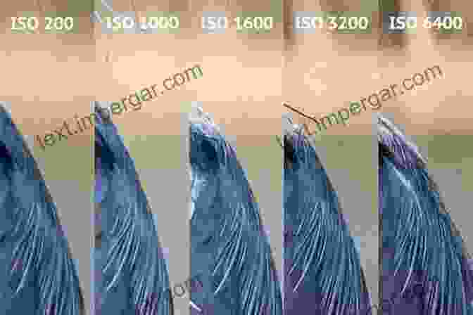 ISO Settings Graph Showing How To Balance Noise And Sensitivity Nikon D3200: From Snapshots To Great Shots