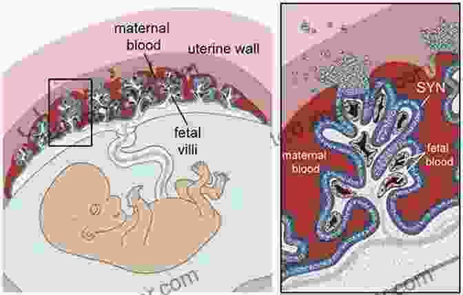 Morphometry Of The Placental Exchange Area Morphometry Of The Placental Exchange Area (Advances In Anatomy Embryology And Cell Biology)