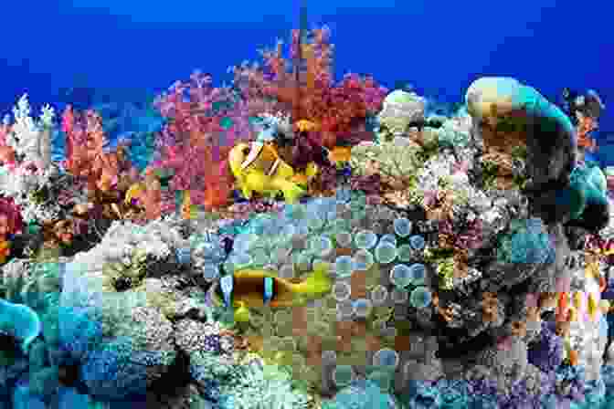 Vibrant Coral Reef Teeming With Marine Life On The Great Barrier Reef Tropical Ecosystems In Australia: Responses To A Changing World