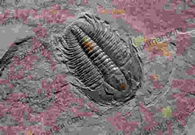 Well Preserved Trilobite Fossil Revealing Intricate Details Trilobite: Eyewitness To Evolution Richard Fortey