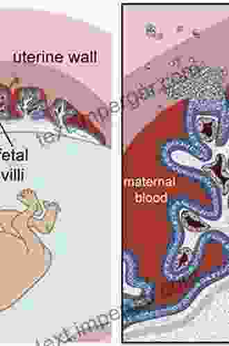 Morphometry Of The Placental Exchange Area (Advances In Anatomy Embryology And Cell Biology)