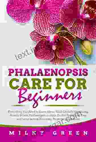 Phalaenopsis Care For Beginners: Everything You Need To Know About Moth Orchids Gardening How To Water Phalaenopsis Orchids Orchid Fertilizing Easy And Long Lasting Blooming Re Potting And More