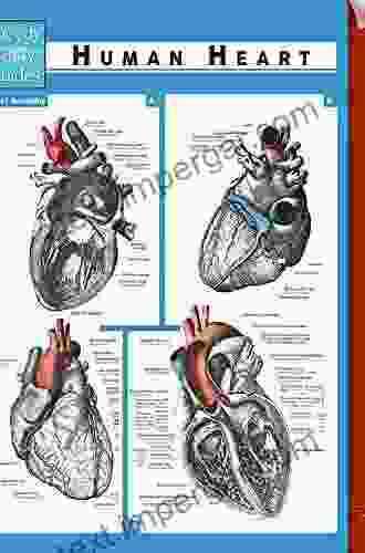 Human Heart (Speedy Study Guides)