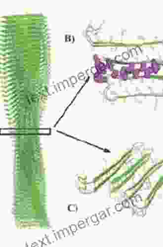 The Functional Fold: Amyloid Structures In Nature